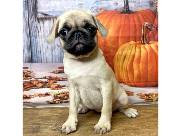 Pug-DOG-Female-Fawn-8489-Petland Athens, OH