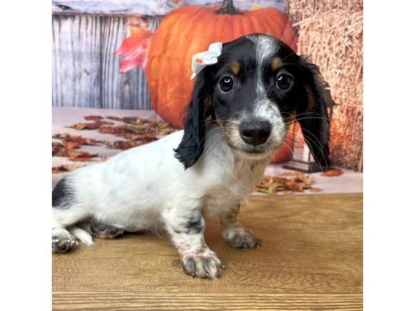 Dachshund DOG Female Black / Tan 8487 Petland Athens, OH