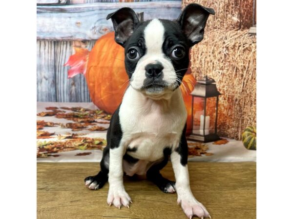 Boston Terrier-DOG-Female-Brindle / White-8486-Petland Athens, OH