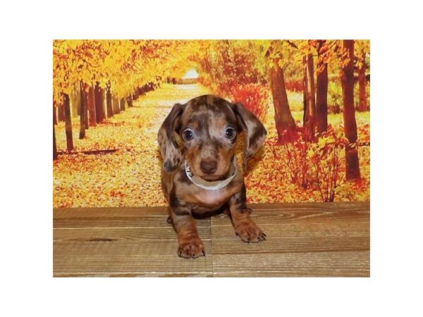 Dachshund DOG Female Chocolate / Tan 8510 Petland Athens, OH