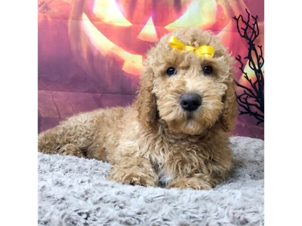 Goldendoodle 2nd Gen DOG Female Apricot 8513 Petland Athens, OH