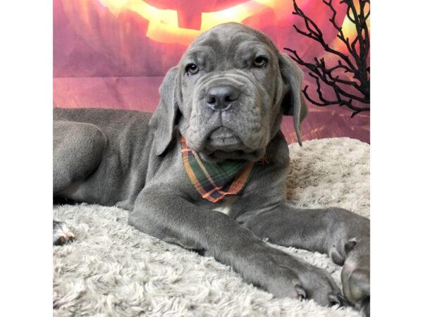 Neapolitan Mastiff DOG Female Blue 8509 Petland Athens, OH