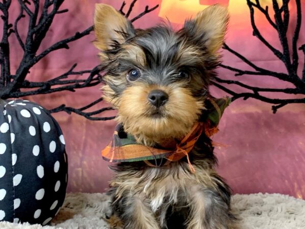 Silky Terrier DOG Male Black / Tan 8506 Petland Athens, OH