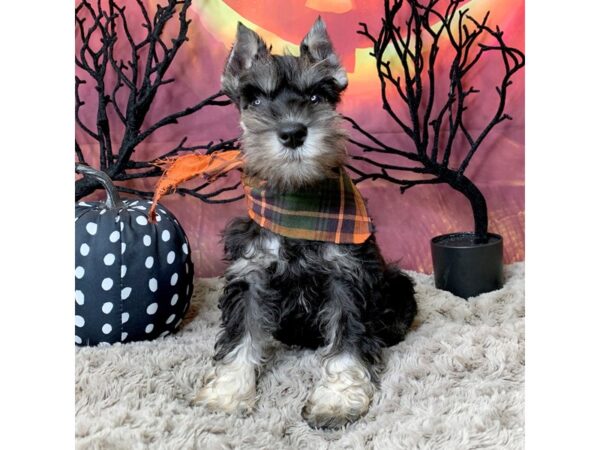 Miniature Schnauzer DOG Female Black / Silver 8507 Petland Athens, OH