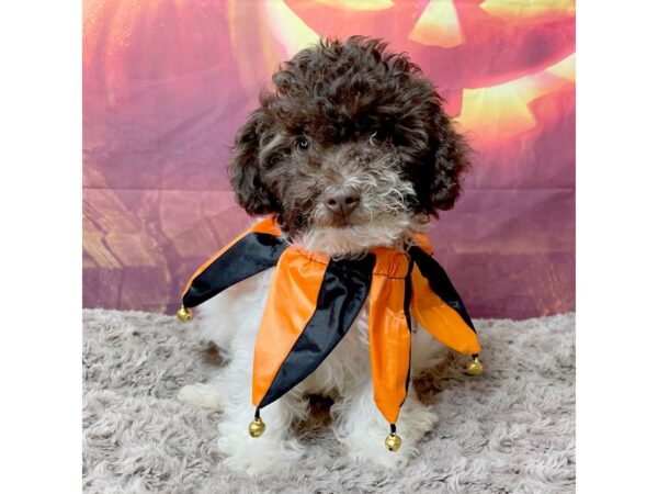 Bichapoo-DOG-Female-Chocolate / White-8524-Petland Athens, OH