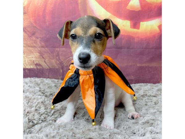 Jack Russell Terrier DOG Male Black White / Tan 8523 Petland Athens, OH