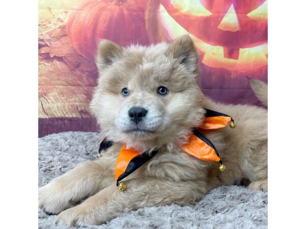 Chow Chow-DOG-Female-Blue Fawn-8521-Petland Athens, OH