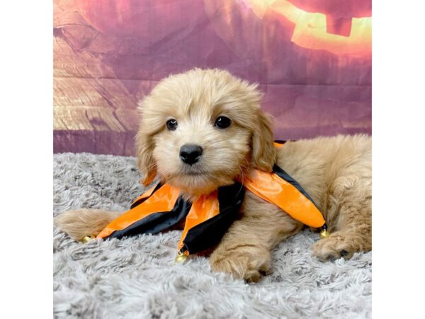 Goldendoodle Mini DOG Male Golden 8520 Petland Athens, OH