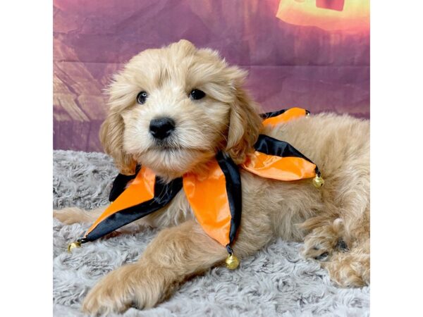 Goldendoodle Mini-DOG-Male-Golden-8519-Petland Athens, OH