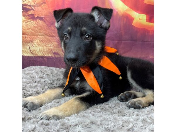 German Shepherd Dog DOG Male Black / Tan 8518 Petland Athens, OH