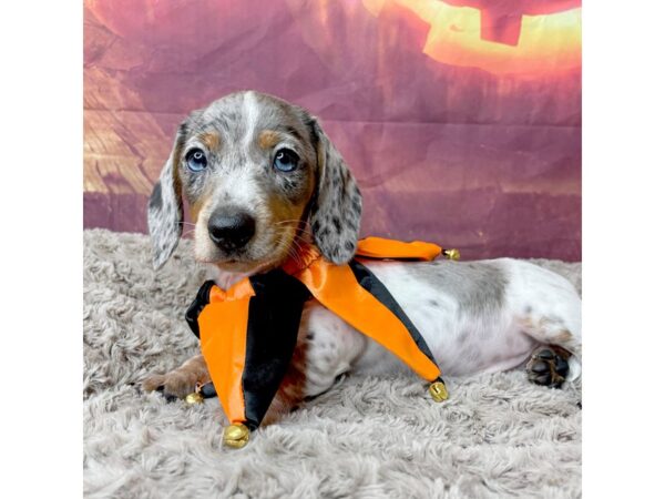 Dachshund DOG Male Silver / Tan 8517 Petland Athens, OH