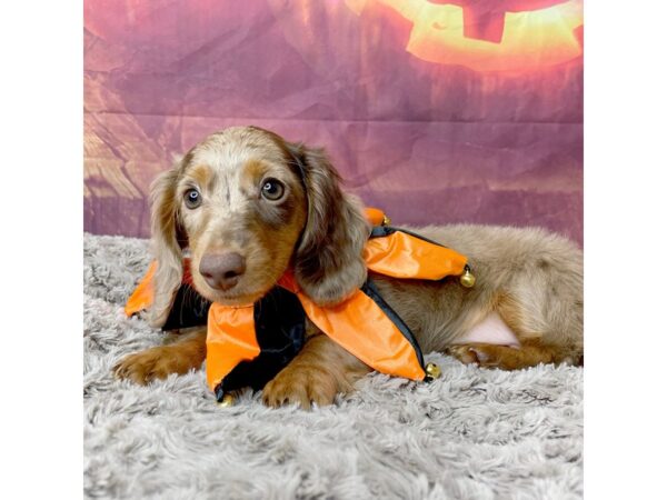 Dachshund DOG Female Chocolate / Tan 8516 Petland Athens, OH