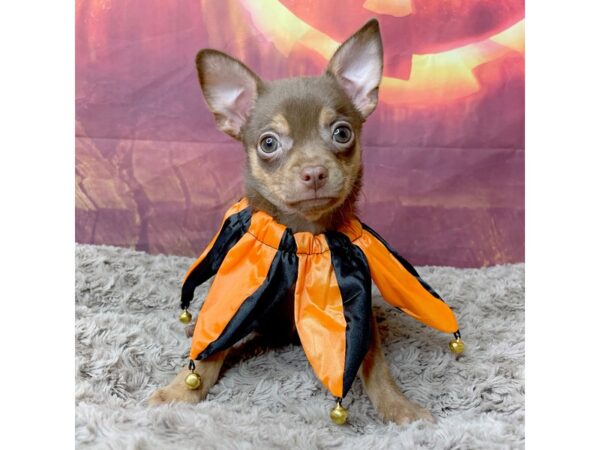 Chihuahua DOG Male Chocolate / Tan 8514 Petland Athens, OH