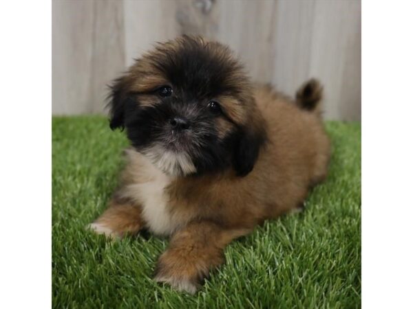 Lhasa Apso-DOG-Female-Golden-8526-Petland Athens, OH