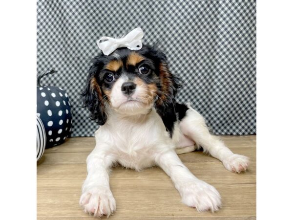 Cavalier King Charles Spaniel DOG Female Black White / Tan 8525 Petland Athens, OH