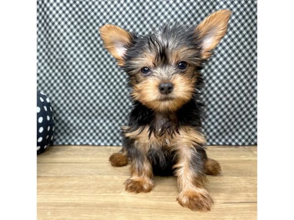 Silky Terrier DOG Male Black / Tan 8527 Petland Athens, OH