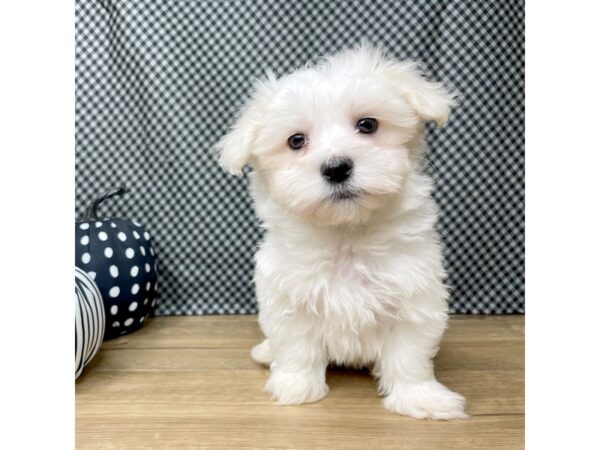 Maltese DOG Male White 8528 Petland Athens, OH