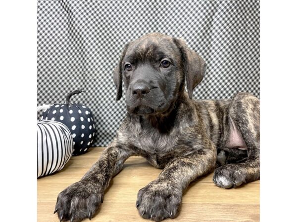 Mastiff DOG Female Brindle 8529 Petland Athens, OH