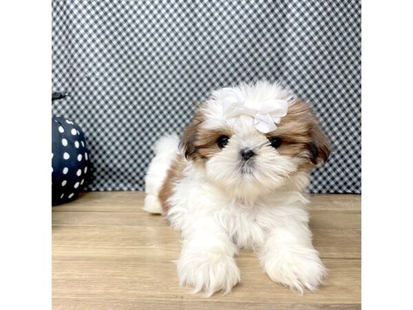 Shih Tzu DOG Female Gold / White 8530 Petland Athens, OH