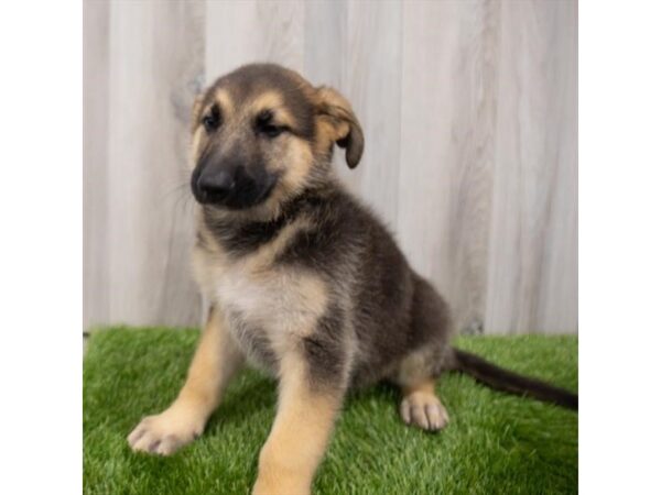 German Shepherd DOG Male Black / Tan 8541 Petland Athens, OH