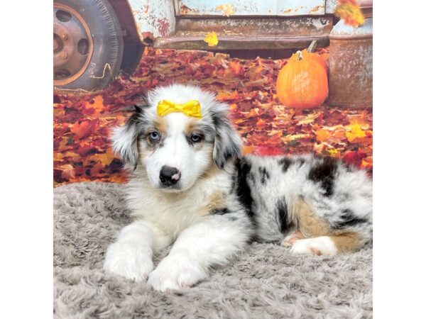 Australian Shepherd DOG Female Blue 8533 Petland Athens, OH