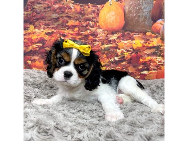 Cavalier King Charles Spaniel-DOG-Female-TRI-8553-Petland Athens, OH