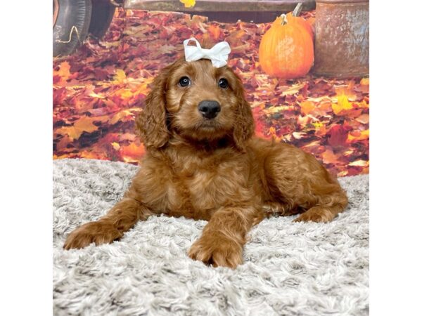 Miniature Goldendoodle 2nd Gen DOG Male Red 8550 Petland Athens, OH