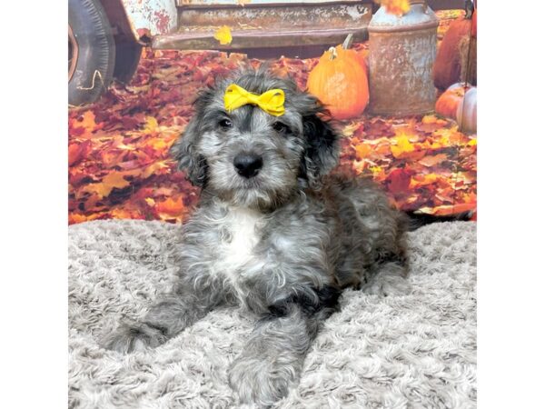 Goldendoodle 2nd Gen-DOG-Female-Blue Merle-8549-Petland Athens, OH