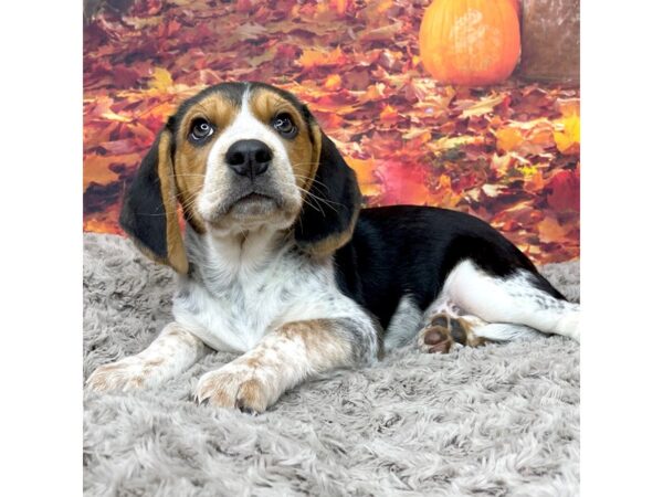 Beagle DOG Female Tri color 8548 Petland Athens, OH