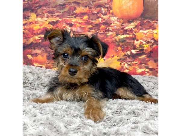 Yorkshire Terrier DOG Male Black / Tan 8546 Petland Athens, OH