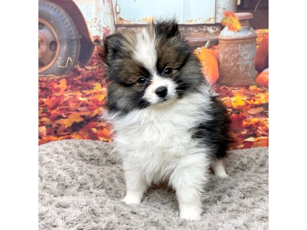 Pomeranian DOG Male Sable / White 8545 Petland Athens, OH