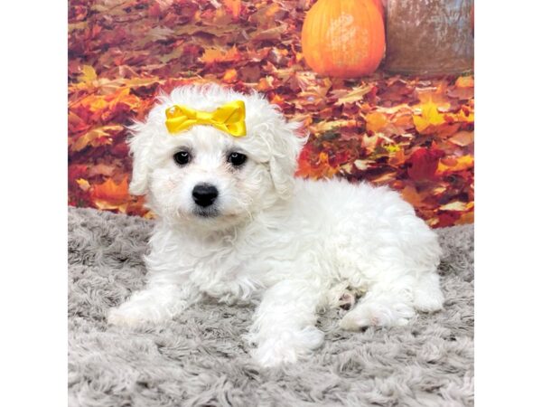 Bichon Frise DOG Female White 8543 Petland Athens, OH