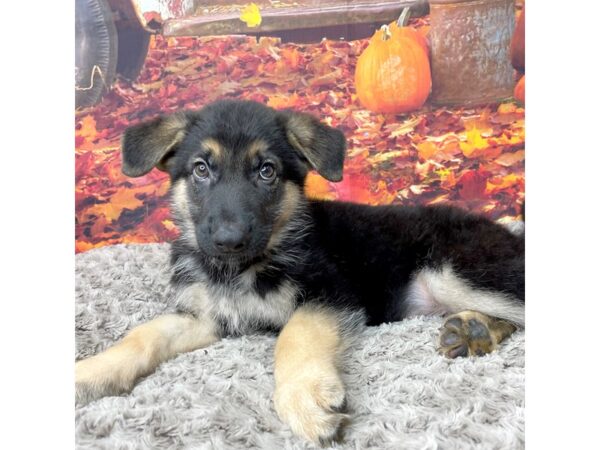 German Shepherd DOG Male Black / Tan 8542 Petland Athens, OH