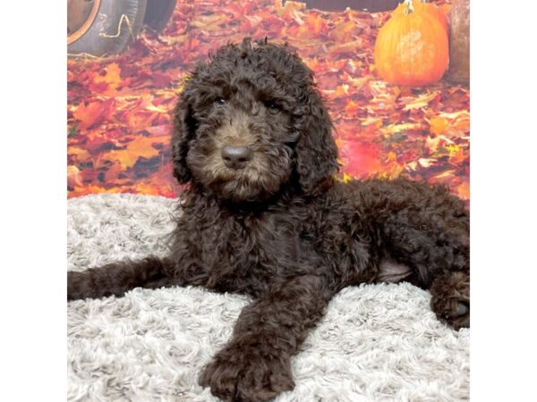 Poodle Standard-DOG-Male-Chocolate-8540-Petland Athens, OH