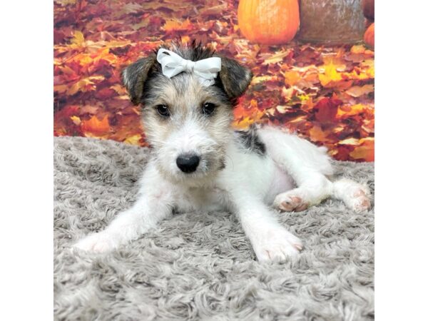 Wire Fox Terrier DOG Female Black White / Tan 8539 Petland Athens, OH