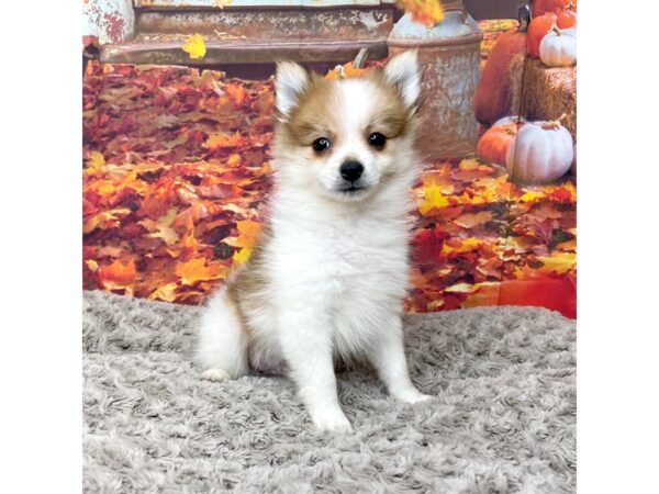 Pomeranian DOG Male Orange 8538 Petland Athens, OH