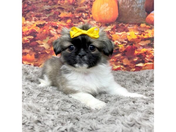 Pekingese DOG Female Cream Sable 8537 Petland Athens, OH