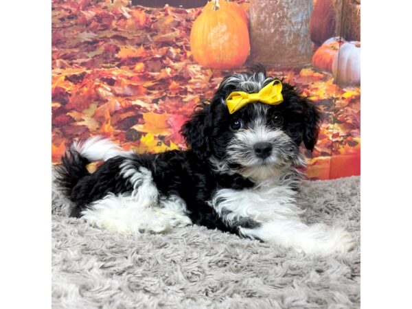 Havanese DOG Female Black / White 8536 Petland Athens, OH