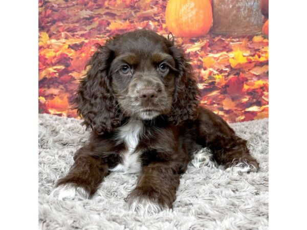 Cocker Spaniel DOG Male Brown 8535 Petland Athens, OH