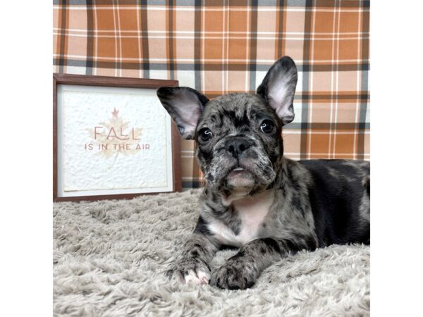 French Bulldog DOG Male Merle 8562 Petland Athens, OH