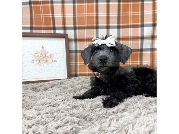 Schnoodle DOG Female BLK 8561 Petland Athens, OH