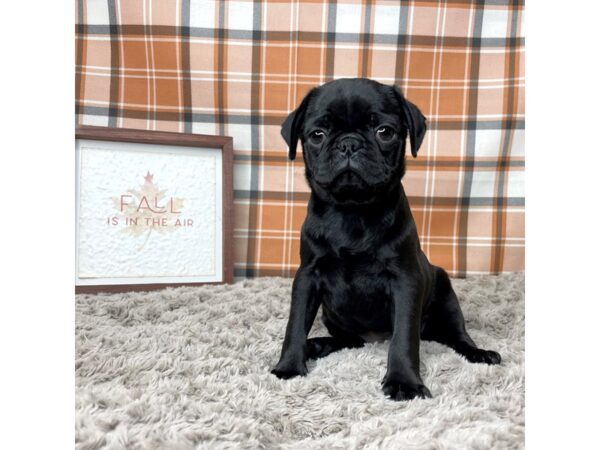 Pug DOG Female blk 8560 Petland Athens, OH