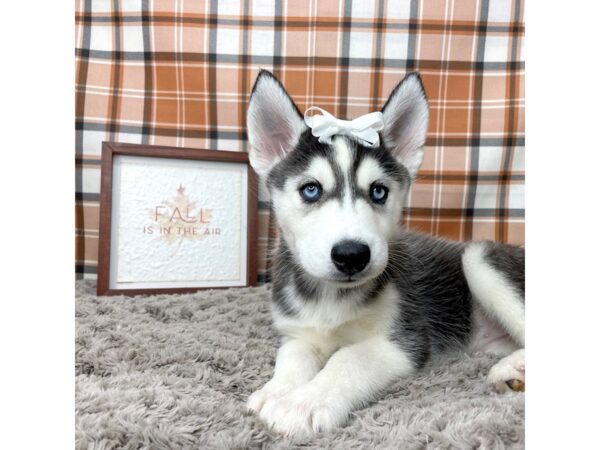 Siberian Husky DOG Female Black / White 8559 Petland Athens, OH