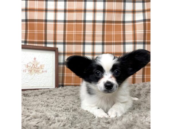 Papillon DOG Male Black / White 8558 Petland Athens, OH