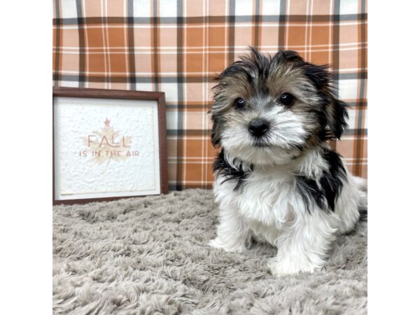 Morkie-DOG-Male-Black / Tan-8557-Petland Athens, OH