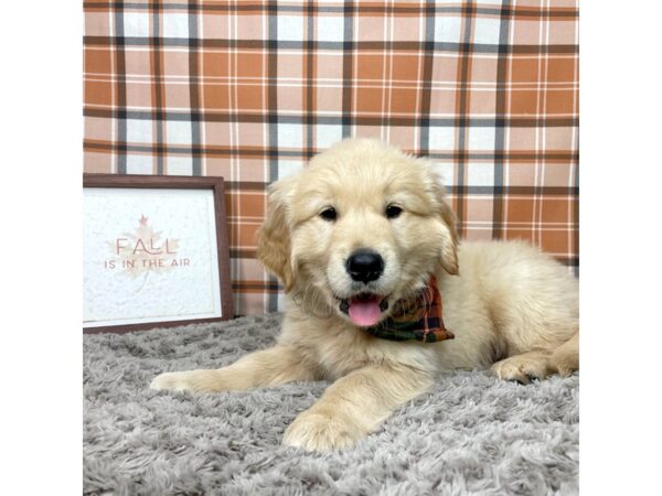 Golden Retriever DOG Male Golden 8555 Petland Athens, OH