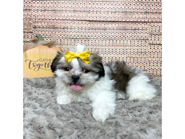 Shih Tzu DOG Female Gold / White 8576 Petland Athens, OH