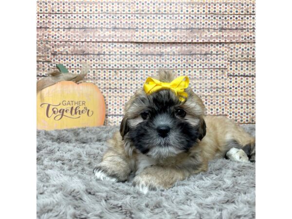 Lhasa Apso DOG Female Gold Sable 8575 Petland Athens, OH