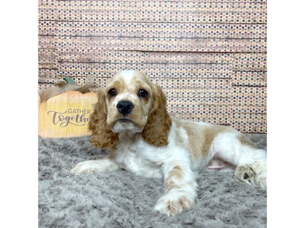 Cocker Spaniel DOG Male Buff / White 8574 Petland Athens, OH