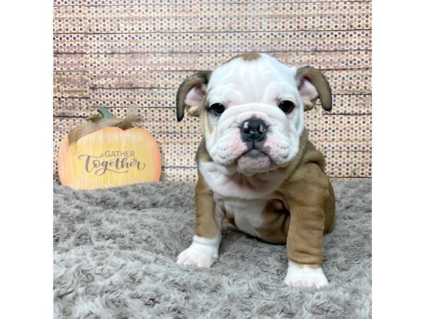 Bulldog DOG Female Fawn 8573 Petland Athens, OH